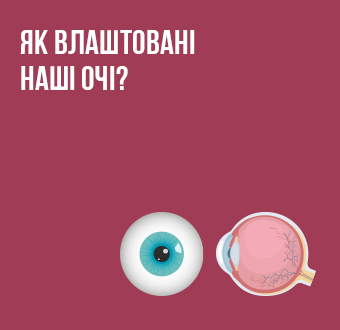 Как устроены наши глаза?