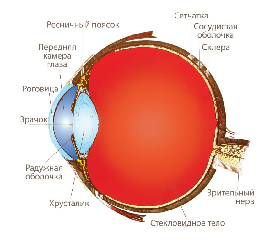 Строение глаза, анатомия глаза и его функции
